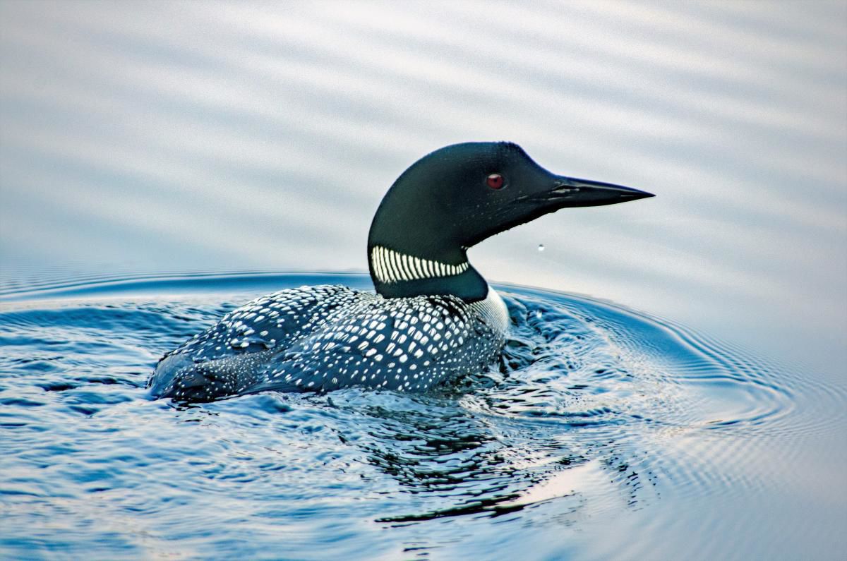 Dave Halverson: Morning Swim